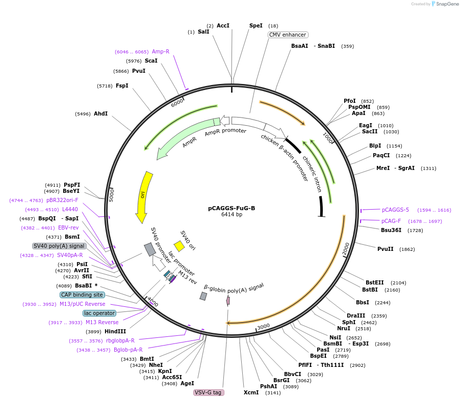 67523-plasmid-map-sequence-id-116136