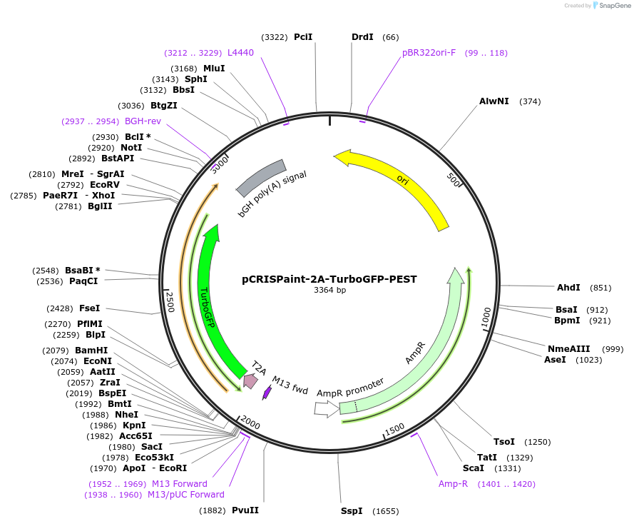 67180-plasmid-map-sequence-id-116143