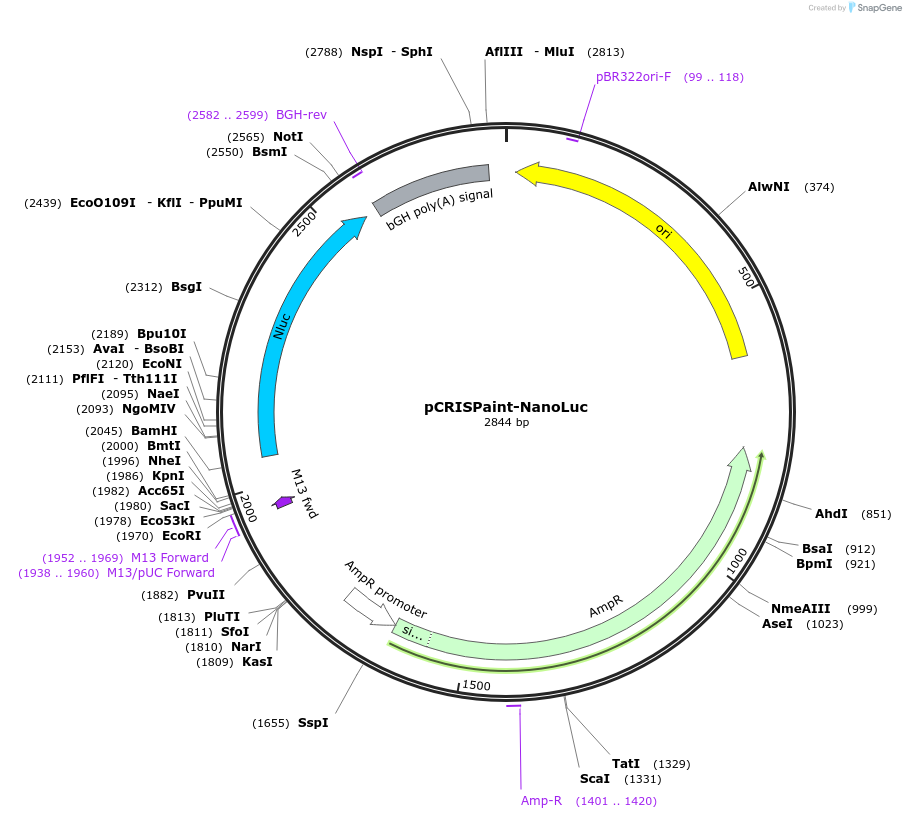 67178-plasmid-map-sequence-id-116144