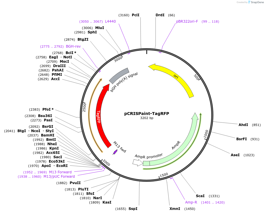 67167-plasmid-map-sequence-id-116155