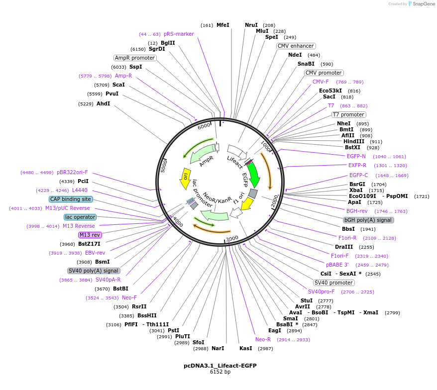 67303-plasmid-map-sequence-id-116164