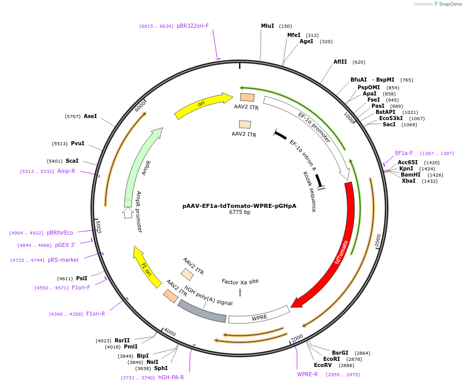 67527-plasmid-map-sequence-id-116188
