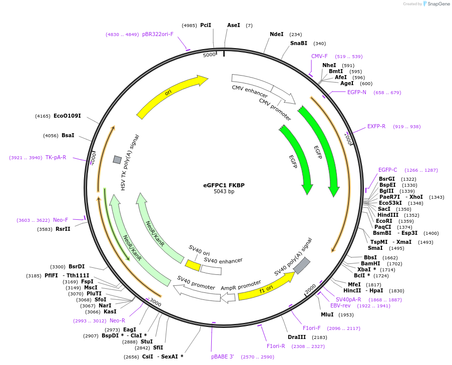 67529-plasmid-map-sequence-id-116201