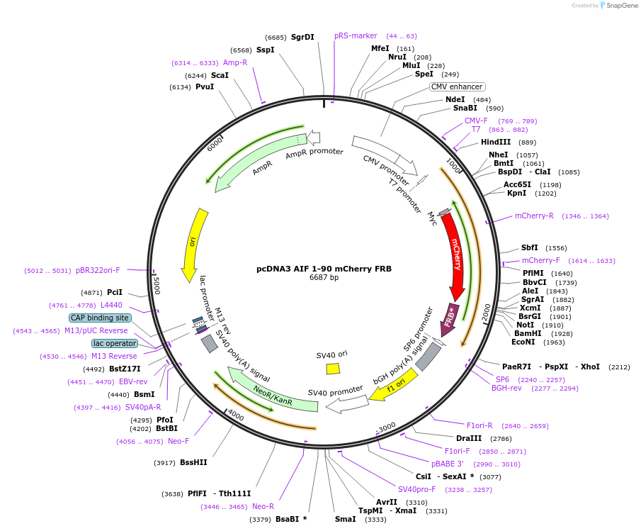 67530-plasmid-map-sequence-id-116204