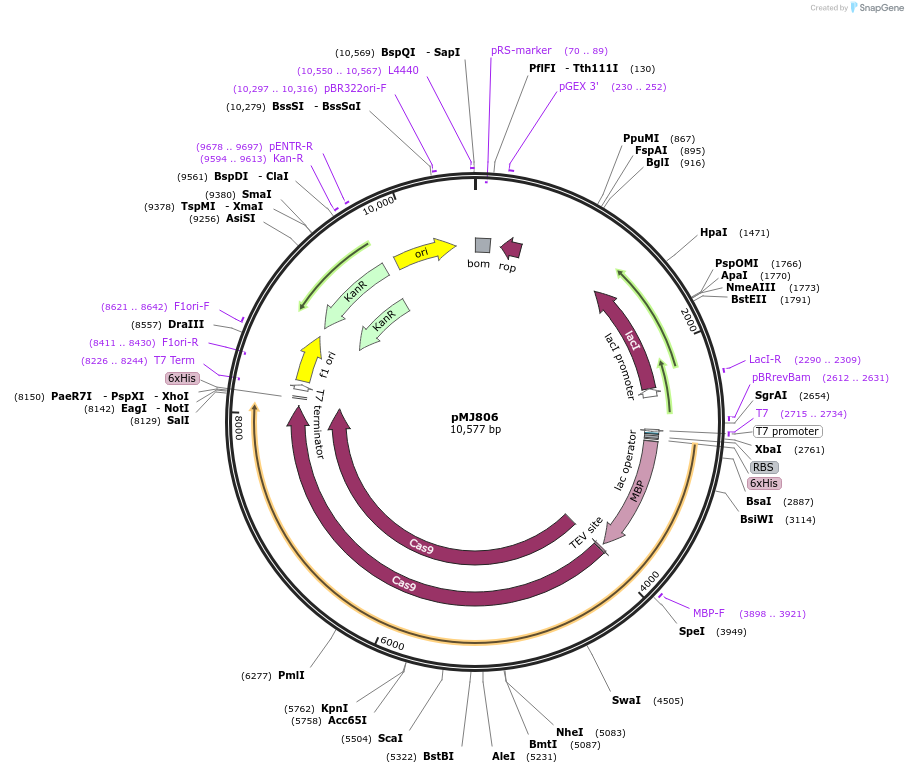 39312-plasmid-map-sequence-id-116214