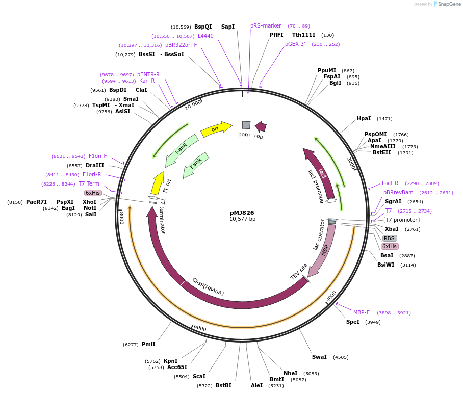 39316-plasmid-map-sequence-id-116221