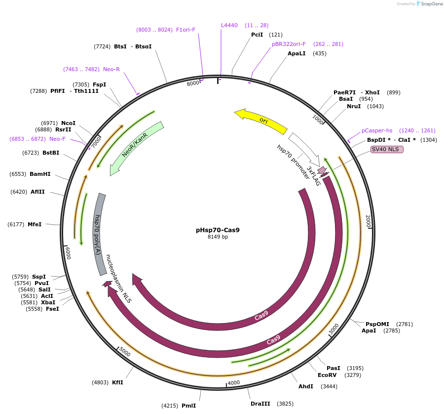 45945-plasmid-map-sequence-id-116251