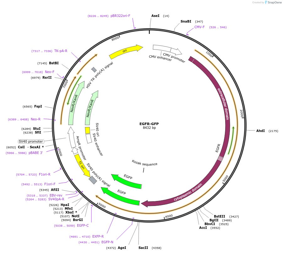 32751-plasmid-map-sequence-id-116261