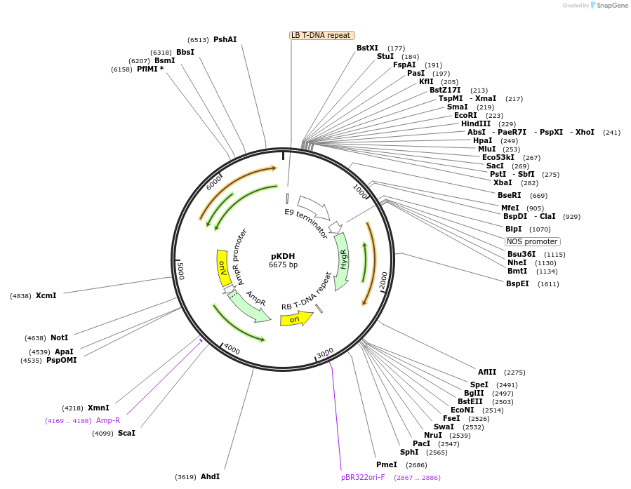 67584-plasmid-map-sequence-id-116331