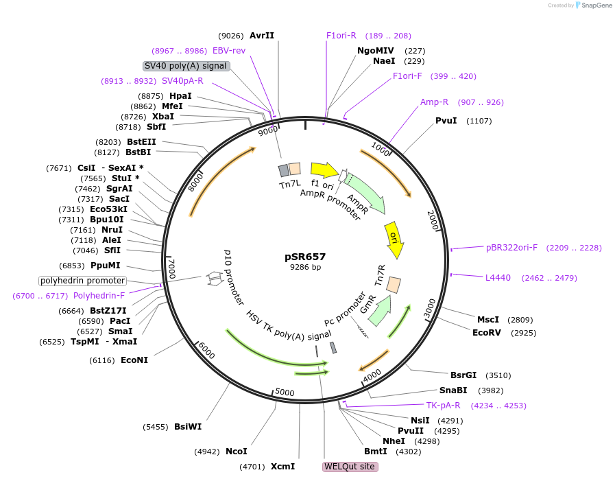 116341_map