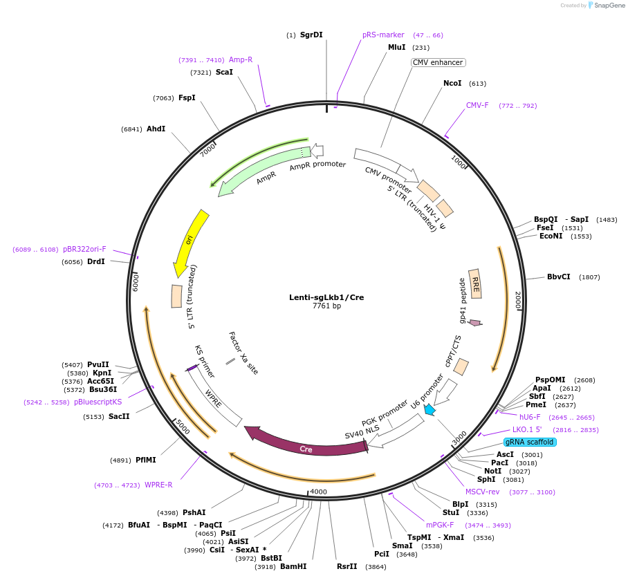 66894-plasmid-map-sequence-id-116379