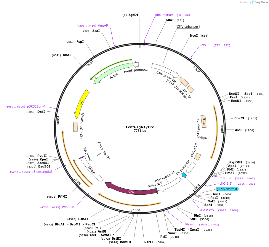 66895-plasmid-map-sequence-id-116380