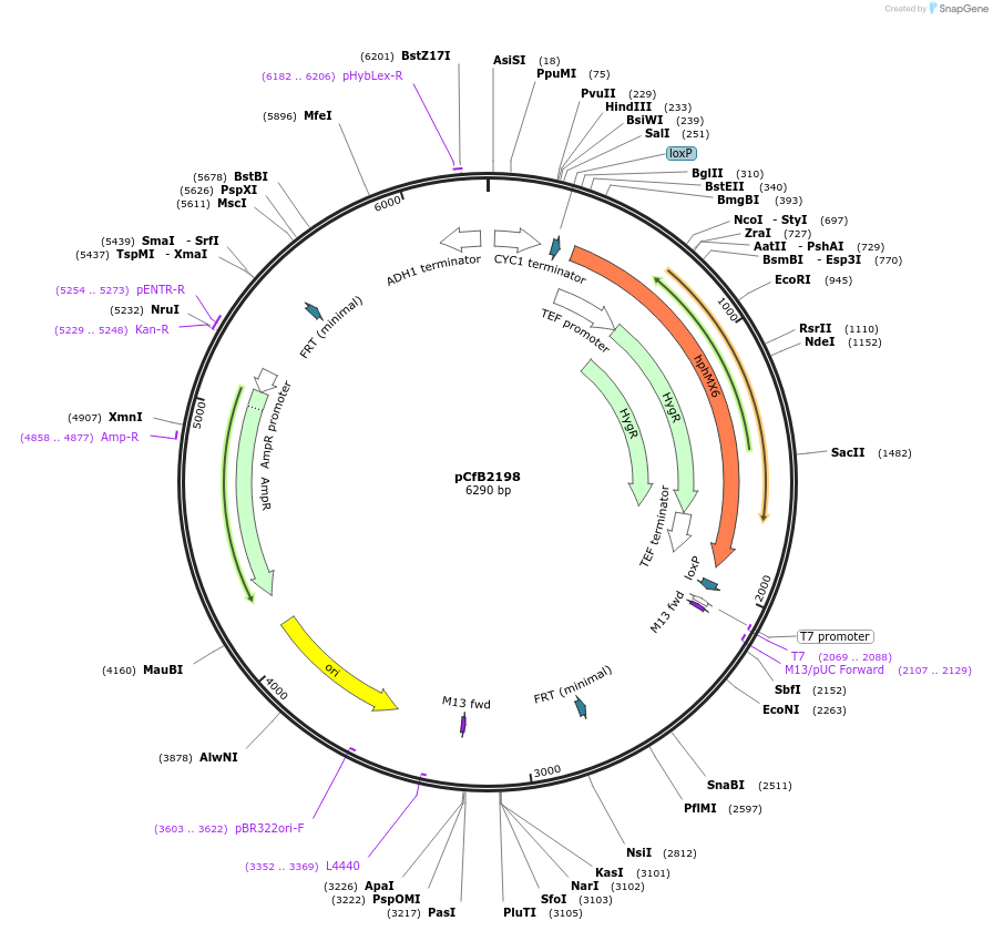 67554-plasmid-map-sequence-id-116383