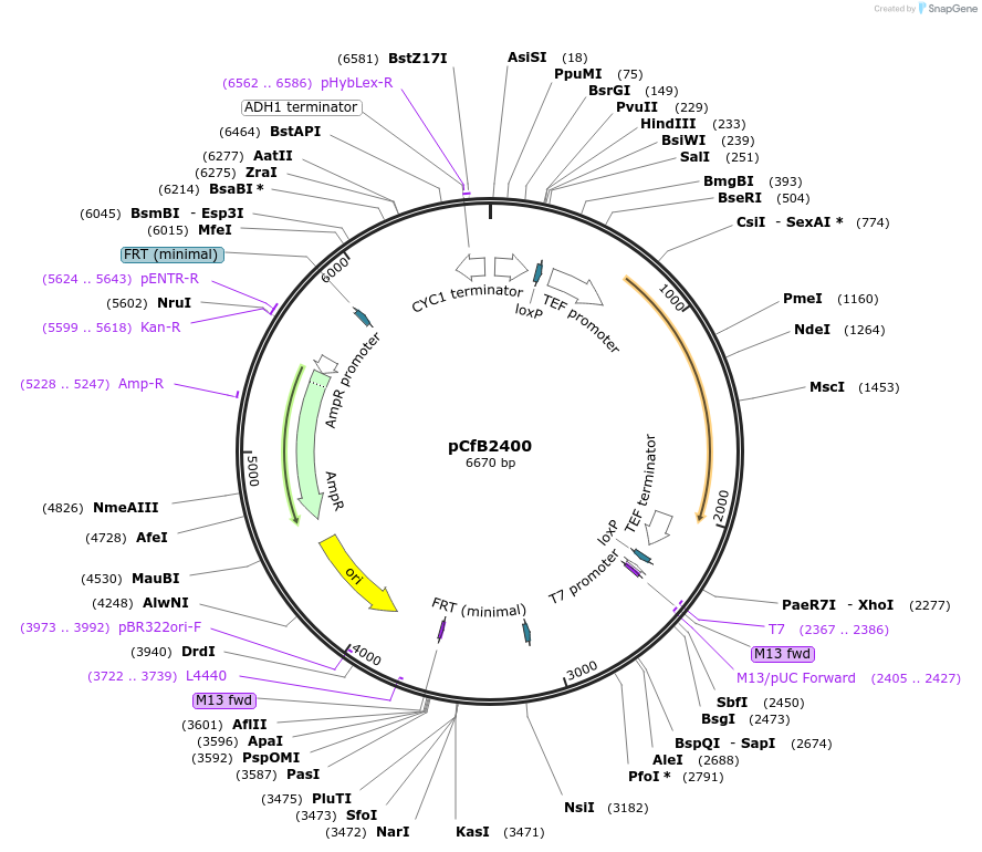 67552-plasmid-map-sequence-id-116385