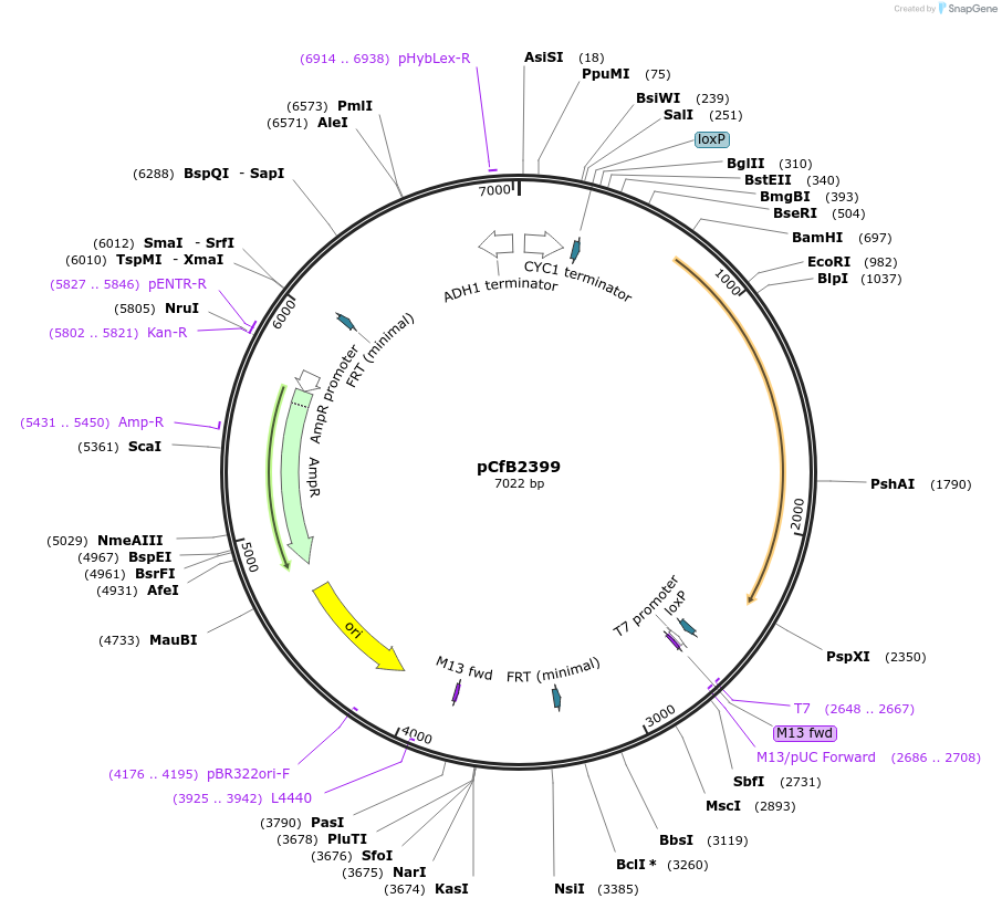 67550-plasmid-map-sequence-id-116387