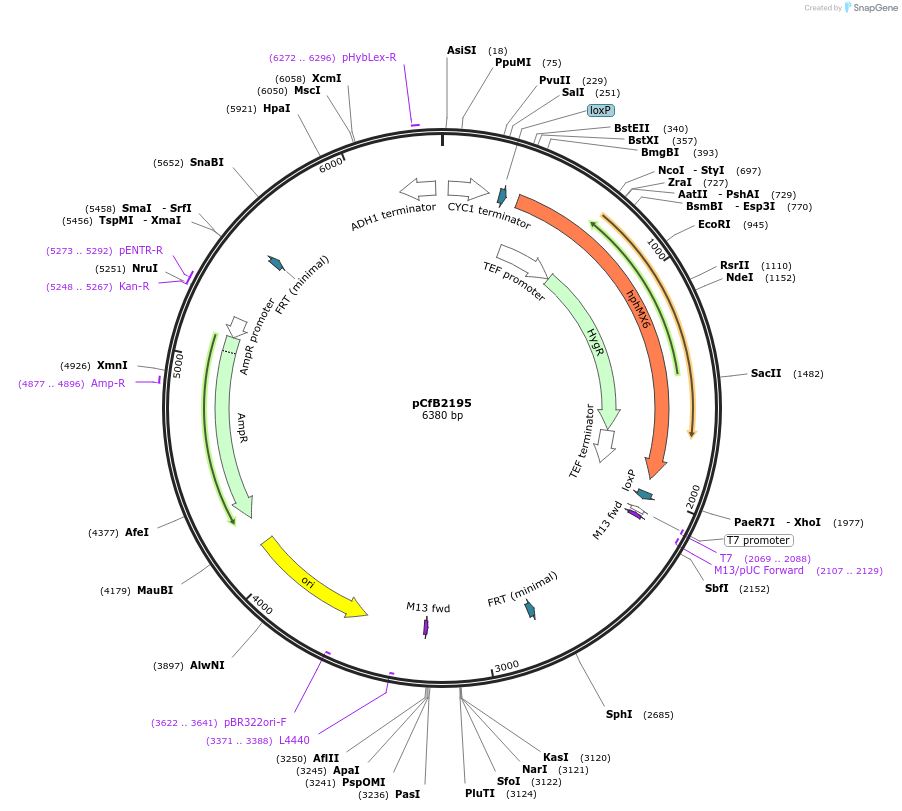 67548-plasmid-map-sequence-id-116389