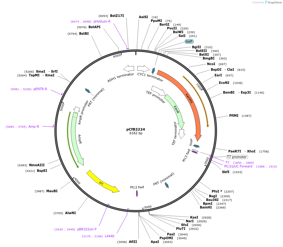 67547-plasmid-map-sequence-id-116390