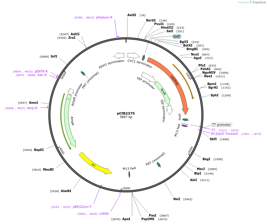 67546-plasmid-map-sequence-id-116391