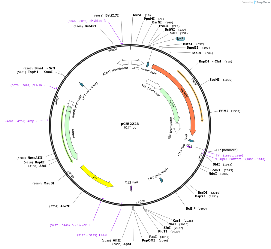 67544-plasmid-map-sequence-id-116393