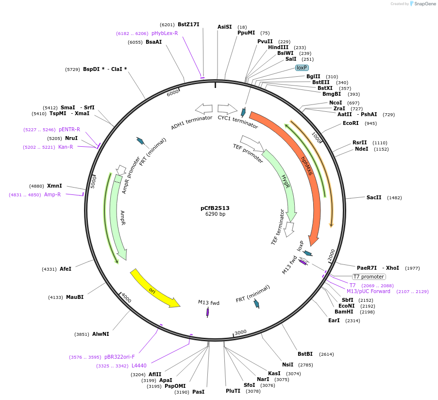 67543-plasmid-map-sequence-id-116394