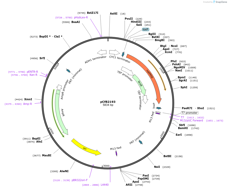 67542-plasmid-map-sequence-id-116395
