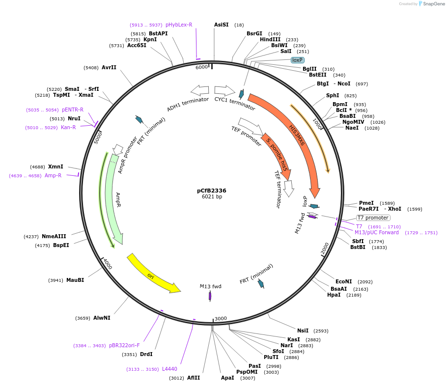 67541-plasmid-map-sequence-id-116405