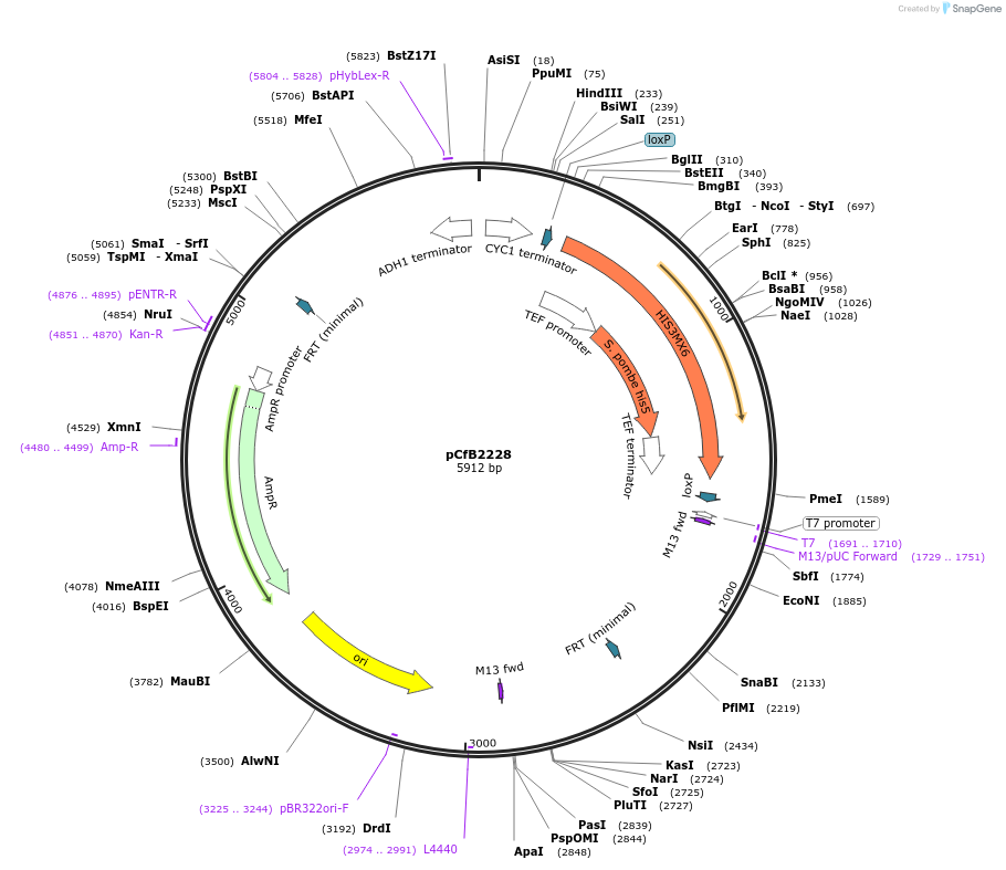 67540-plasmid-map-sequence-id-116406