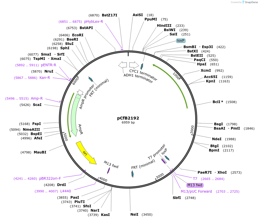 67539-plasmid-map-sequence-id-116407