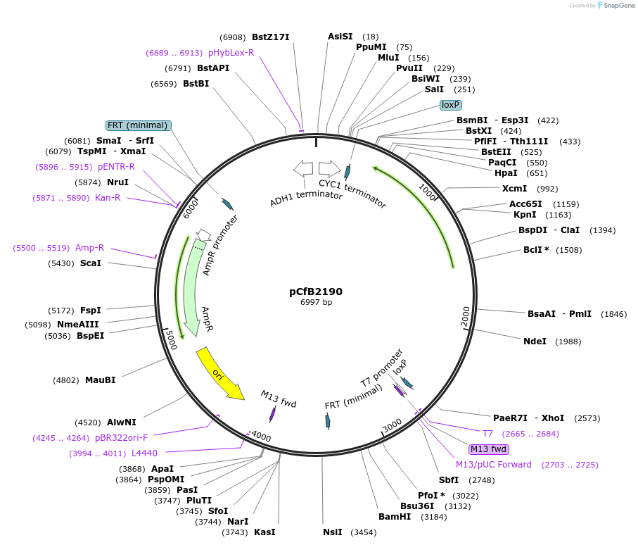 67535-plasmid-map-sequence-id-116411