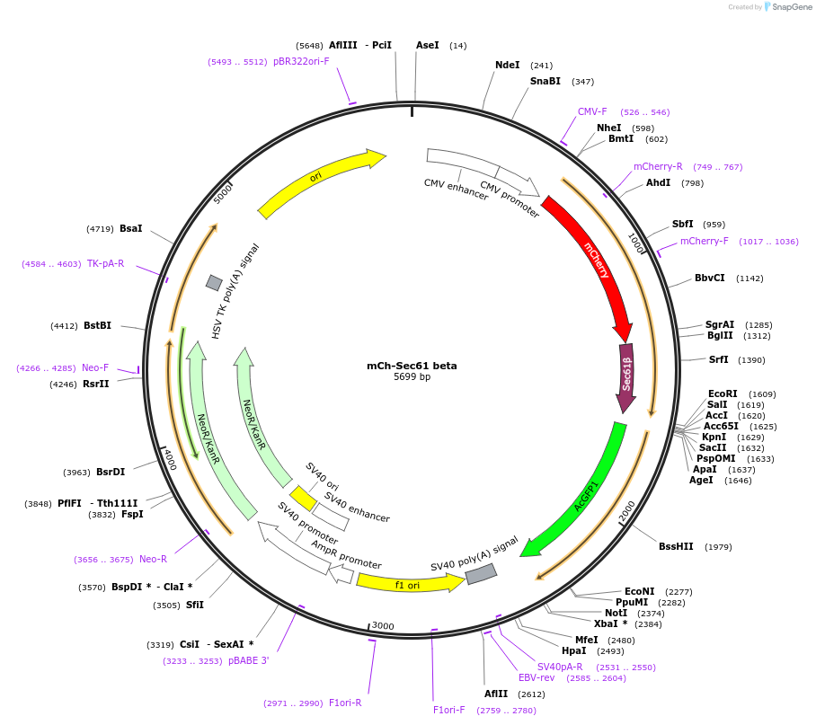 49155-plasmid-map-sequence-id-116488