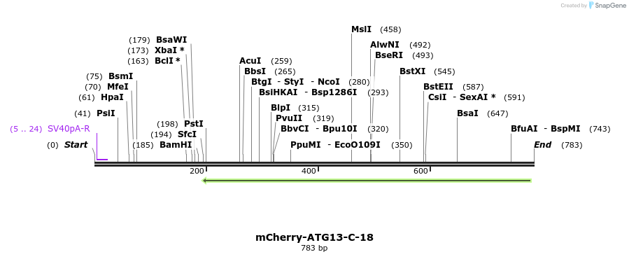 116590_map