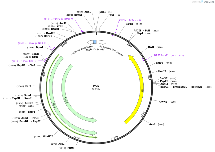 66072-plasmid-map-sequence-id-116594