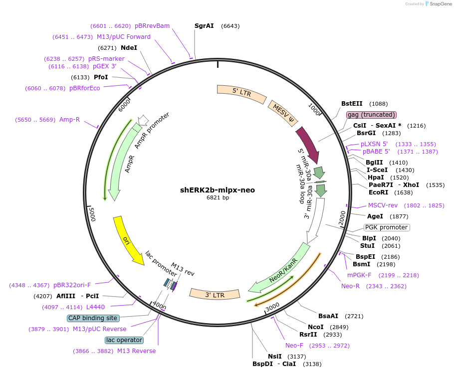 65231-plasmid-map-sequence-id-116598