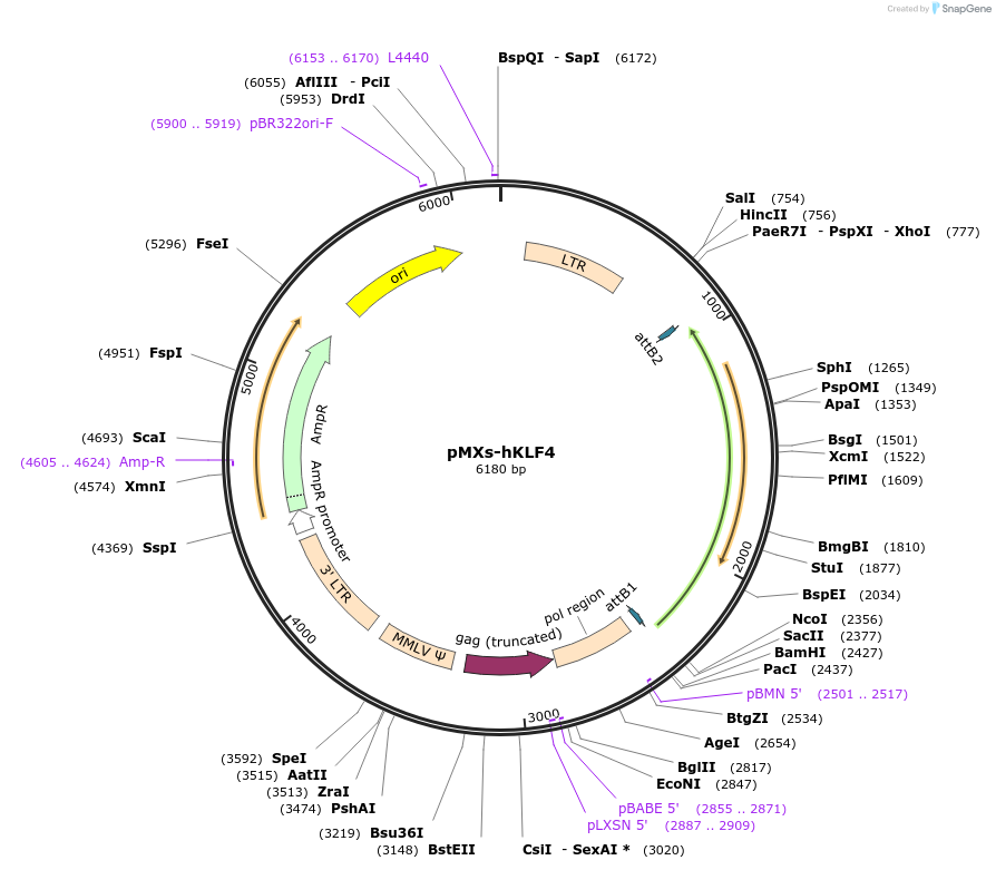 17219-plasmid-map-sequence-id-116659