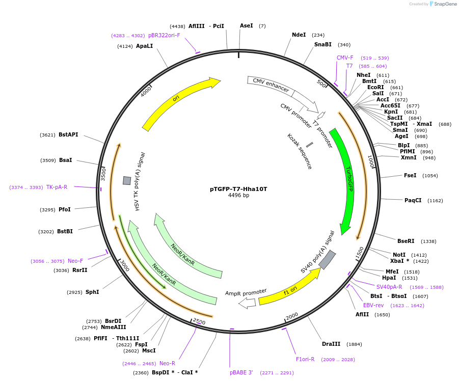 65427-plasmid-map-sequence-id-116688