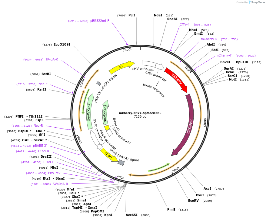 66836-plasmid-map-sequence-id-116702