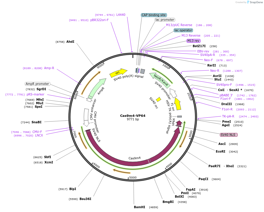 47319-plasmid-map-sequence-id-116706
