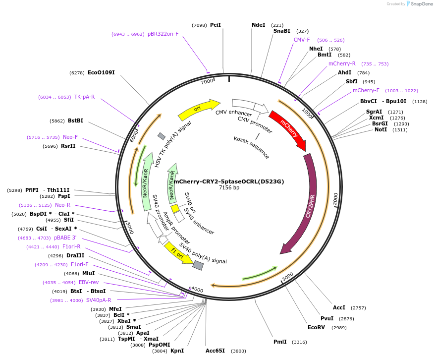 66837-plasmid-map-sequence-id-116724