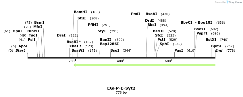 116781_map