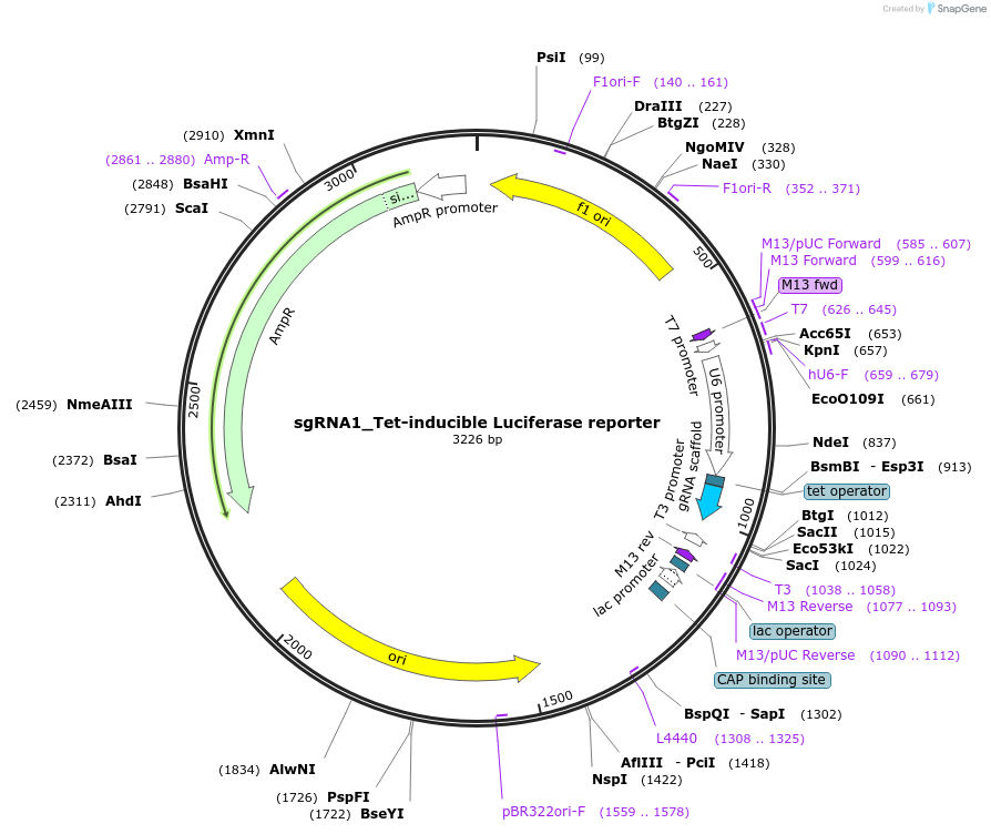 64161-plasmid-map-sequence-id-116856