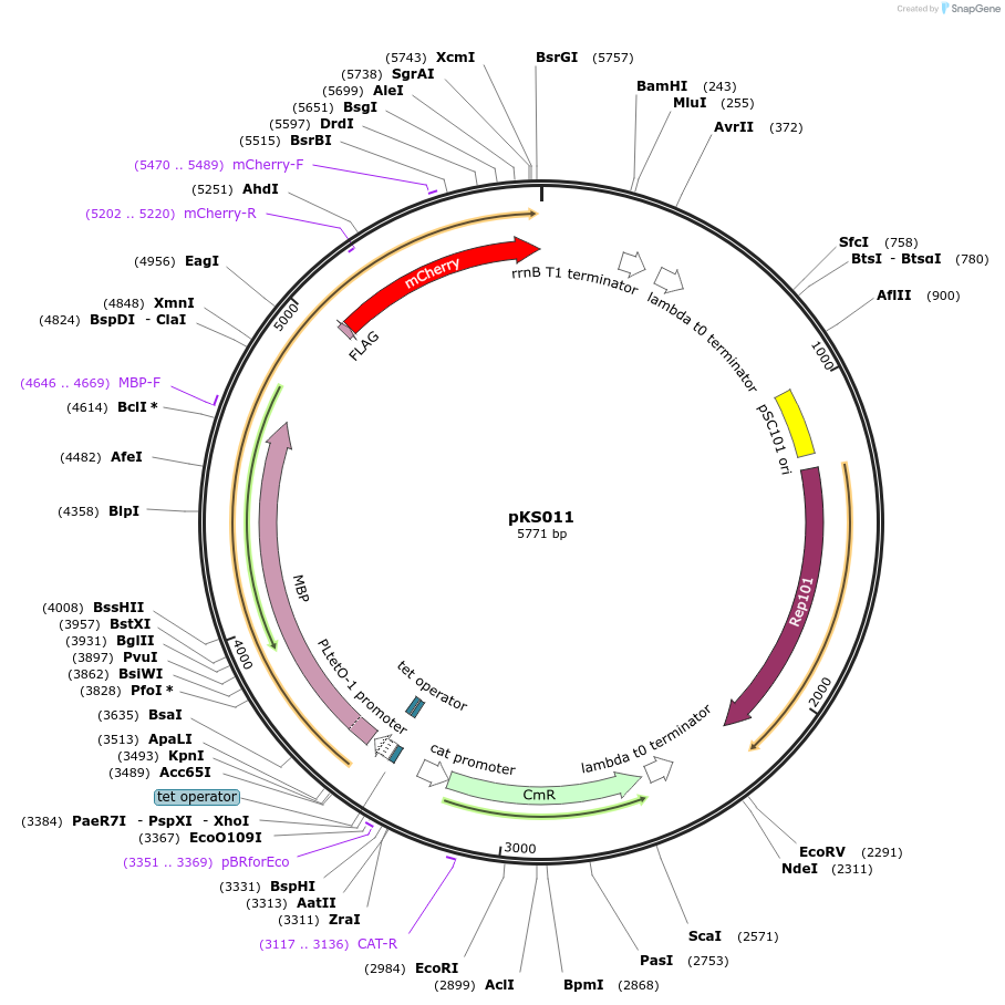 65464-plasmid-map-sequence-id-116873