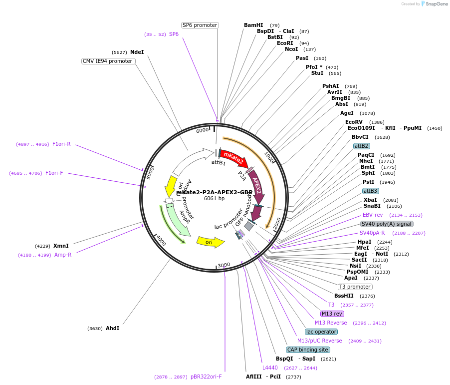 67650-plasmid-map-sequence-id-116990
