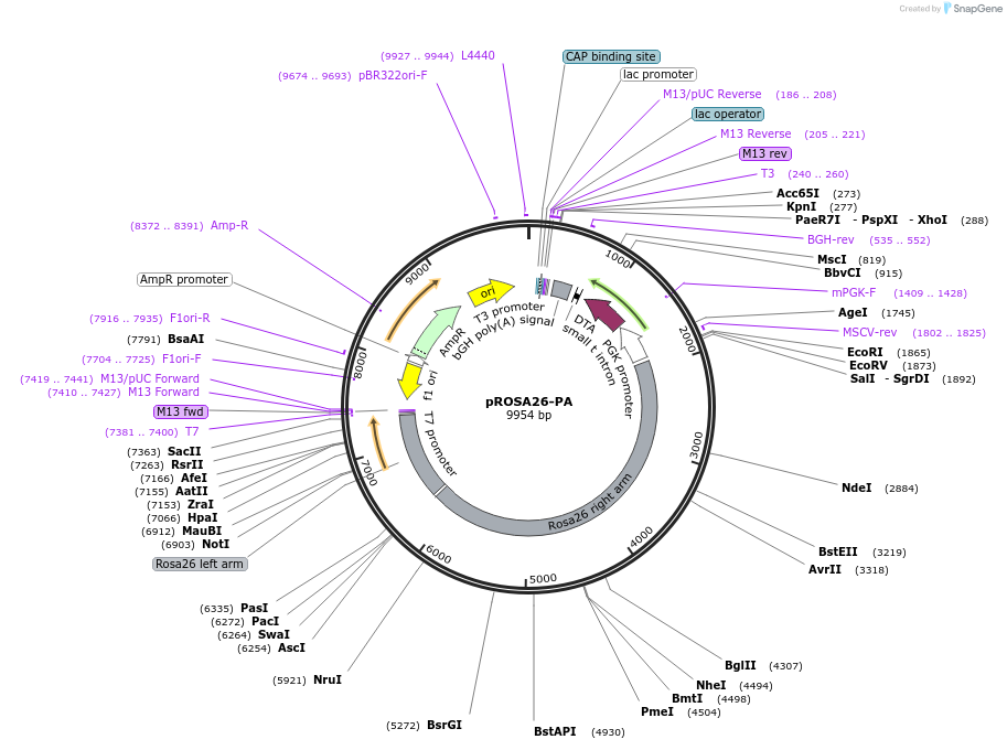 21271-plasmid-map-sequence-id-116997