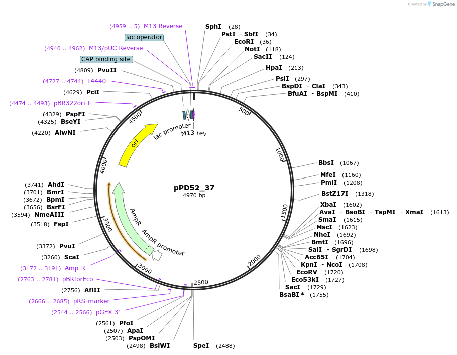1506-plasmid-map-sequence-id-117