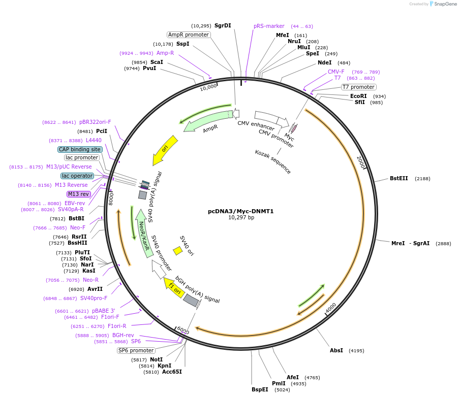 36939-plasmid-map-sequence-id-117001