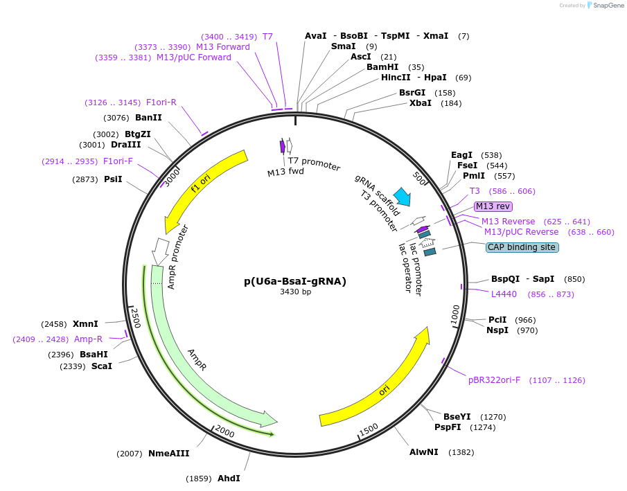 65955-plasmid-map-sequence-id-117006