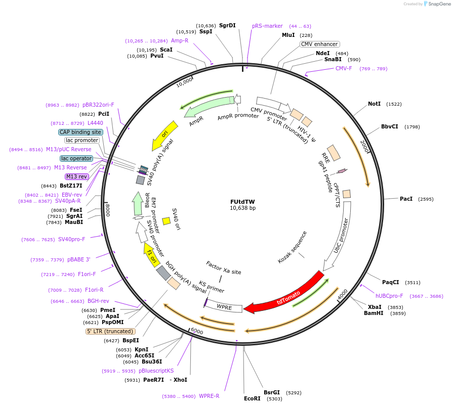 22478-plasmid-map-sequence-id-117010