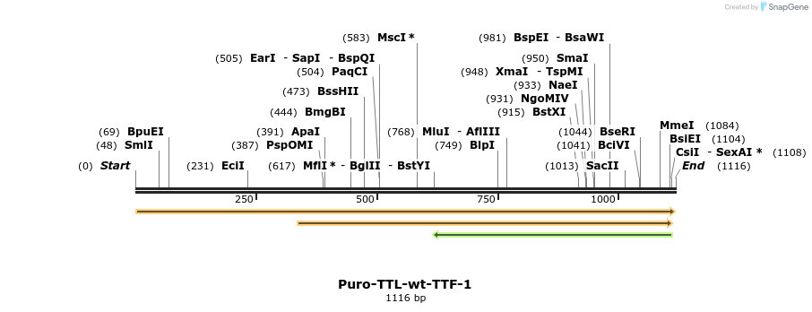 117031_map