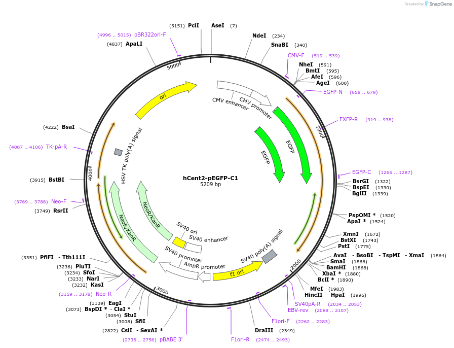 29559-plasmid-map-sequence-id-117070