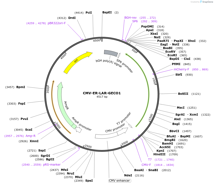 61244-plasmid-map-sequence-id-117077